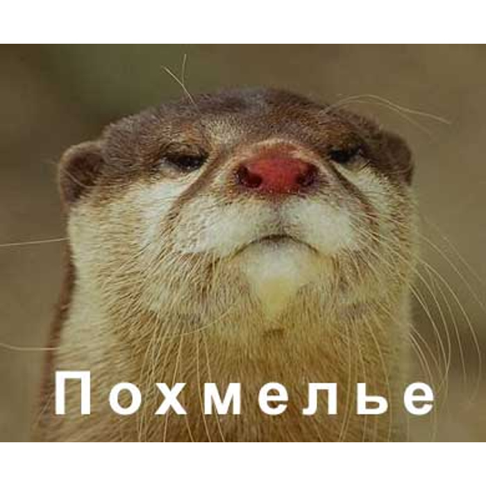 С днем похмелья мем