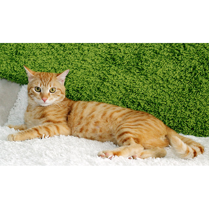 Ш кот. Котамш. Кот Шлёнгера. Котенок свинотыш.