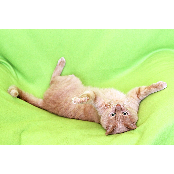 10 лет коту. 10 котов. котику 10 лет. котику 10 лет. неприступный котик.