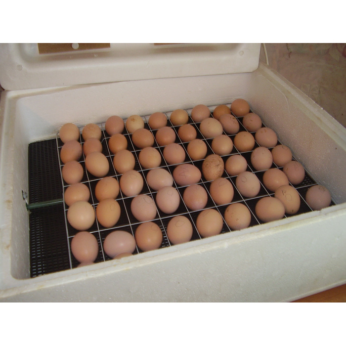 Яйца в инкубаторе по дням куриные фото