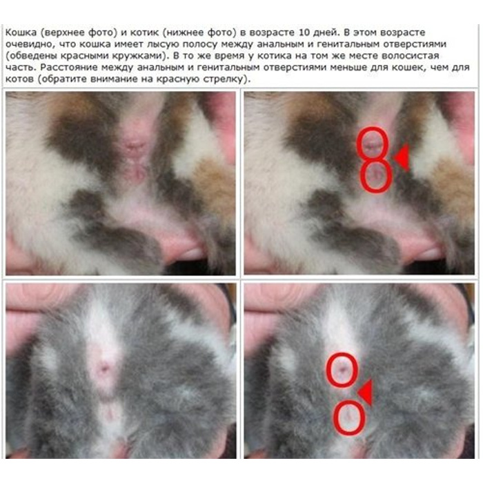 Как определить пол котенка новорожденного фото в домашних условиях с фото пошагово