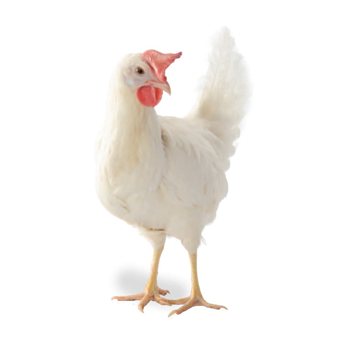 Куры хайсекс белый. Куры хайсекс белый. Хейсект вуайт несушки куры. Куры хайсекс белый. Ломан уайт порода.