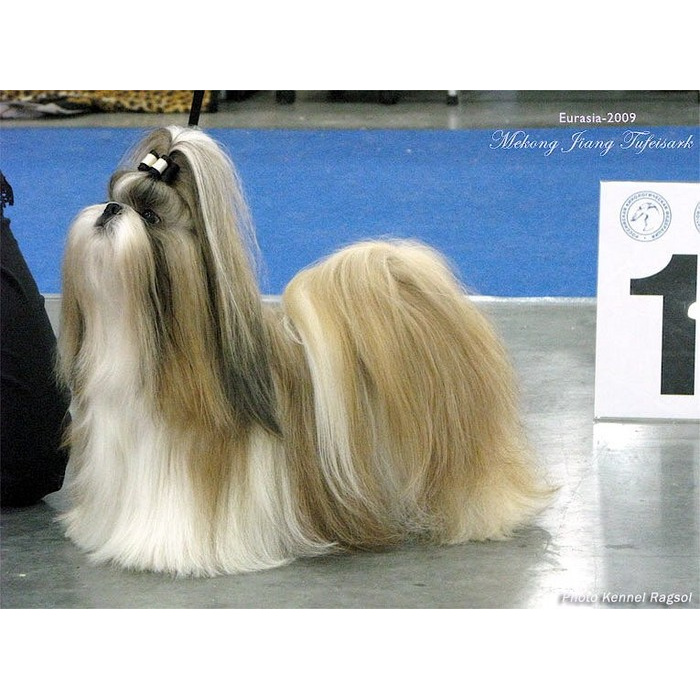 Ши тцу выставочные. Ши-тцу. Стандарт ши. Стандарт ши. Порода собак ши-тцу фото.