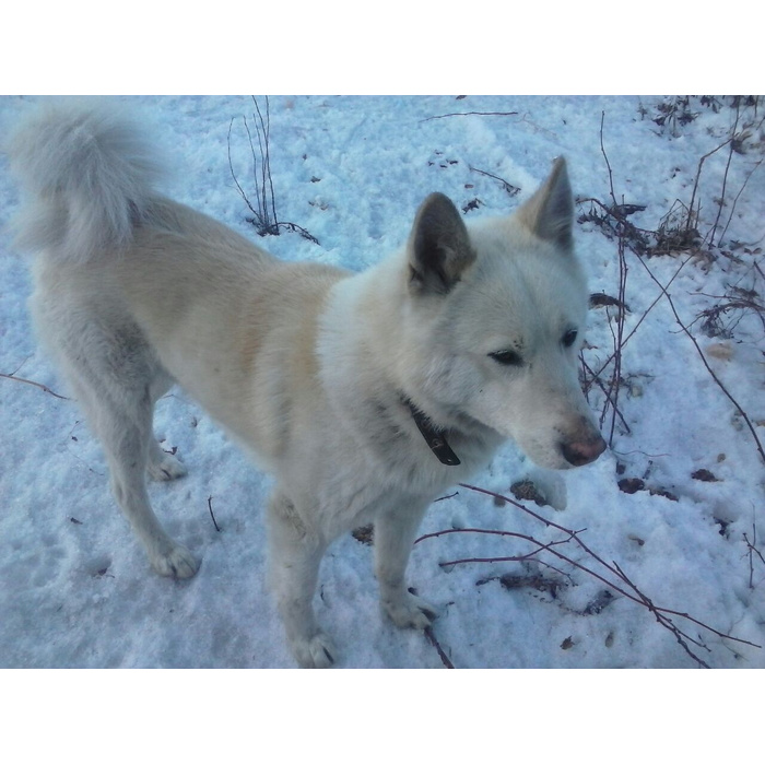 Сбитые собаки калужская область. Найден хаски кобель. Найдена лайка. Нашлась лайка. Найдена собака лайка.