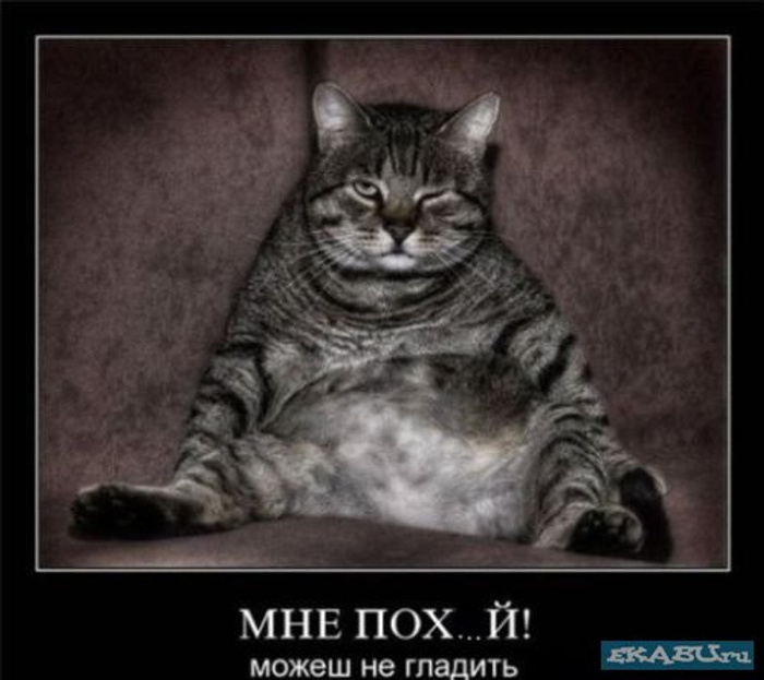 ��� ��������