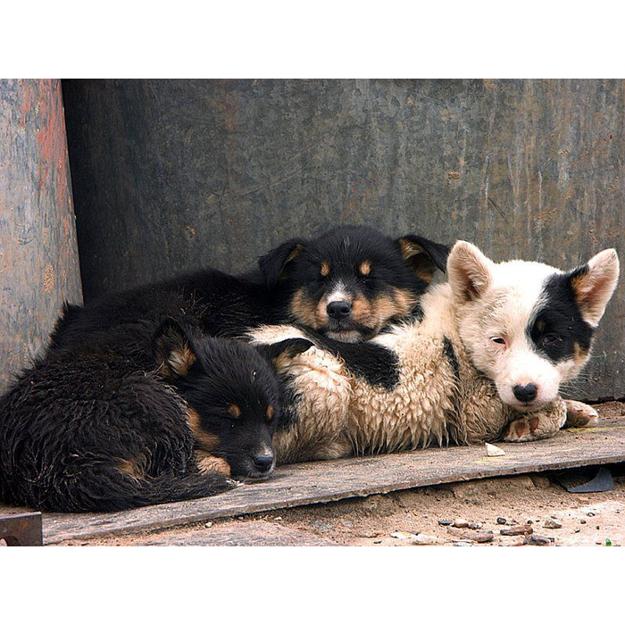 Сова сипуха. Лев в снегу. Красивые звери. Комфортное поведение животных. Малая панда с бамбуком.