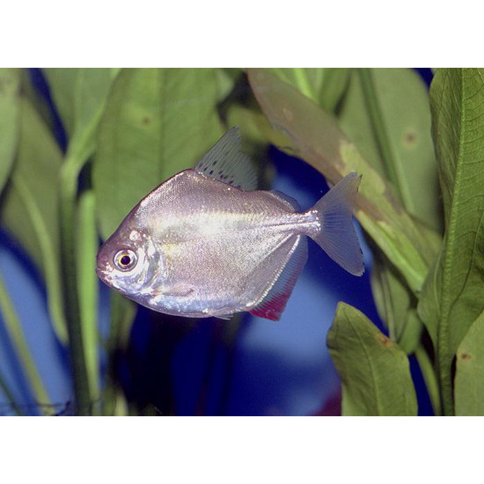 Метиннис рыбка аквариумная. Серебристые рыбки аквариумные. Скалярия рыбка. Рыбка метиннис серебристый. Серебряная рыбка аквариумная.