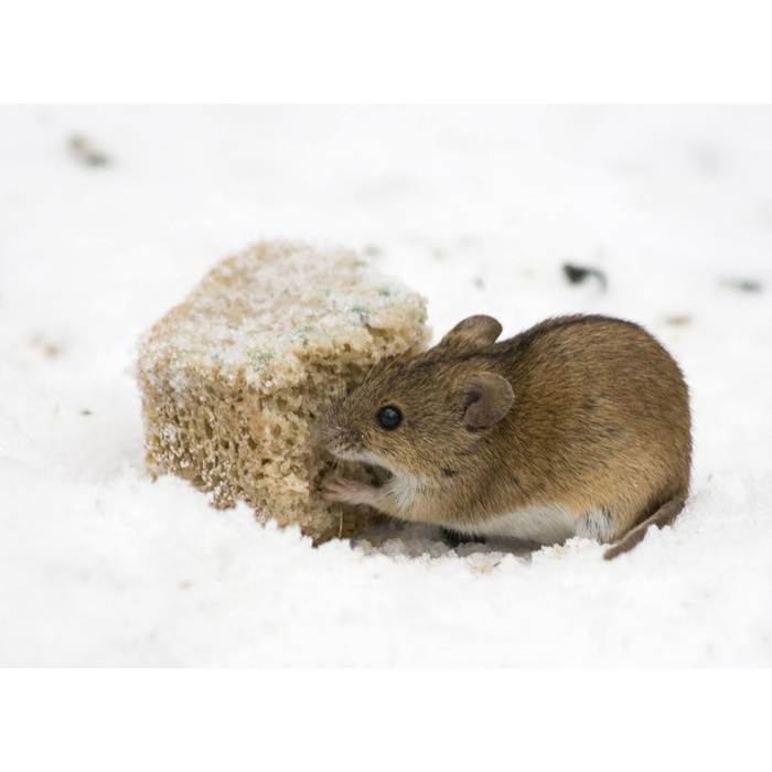 Полевые мыши зимой. Мышь полевка и ГЛПС. Мышь зимой. Полевая мышь зимой. Снежная полевка зимой.