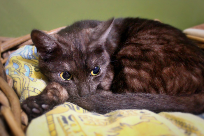 ��� ��������