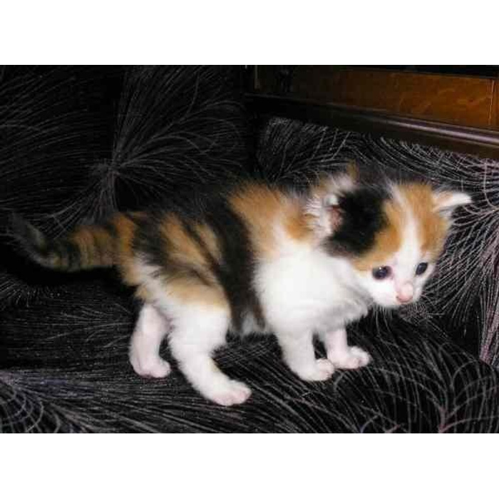 У каких кошек рождаются трехцветные котята. Трехцветный котенок. Белый трехцветный котенок. Котёнок трёхцветный белый рыжий черный. Трехцветные котята 2 месяца.