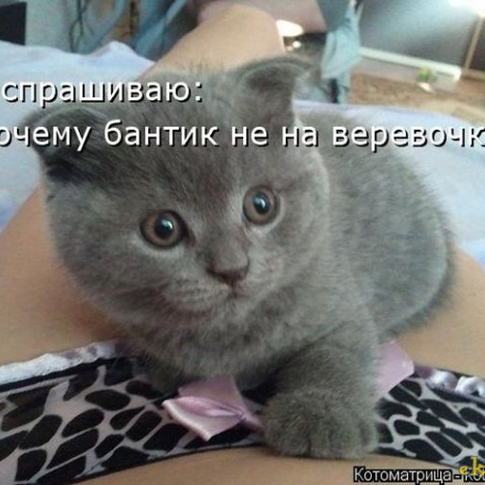 Думал что надену бантики. Шутки про бантики. бантик прикол. про бантик пост. коты спрашивают.
