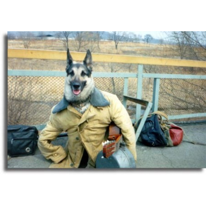 Паршивый пес. Собака в куртке. Собака в кожаной куртке. Пес в куртке. Овчарка в куртке.