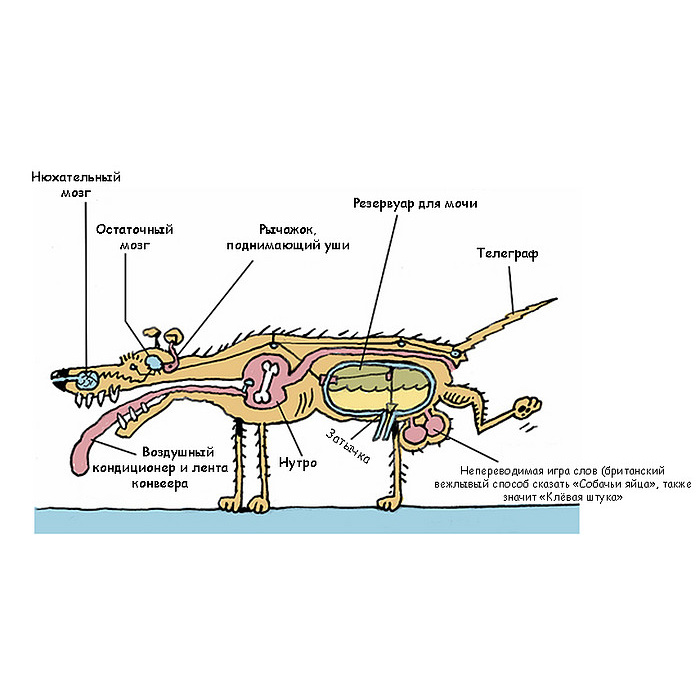 Органы собаки схема