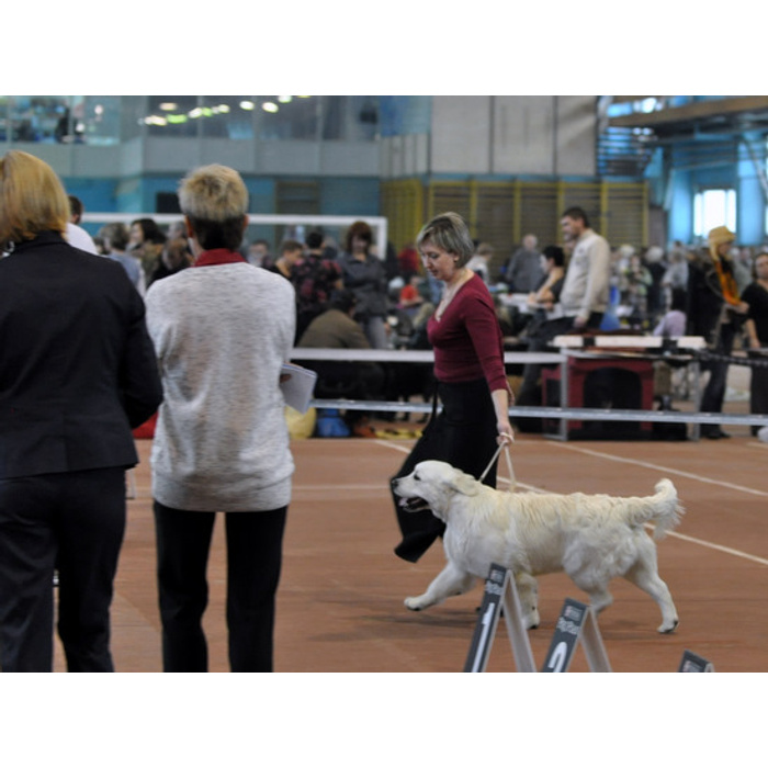 Кск фаворит подольск лошади. Кск пегас колотилово. Фаворит глазов. Андвол сказка венского леса. Кск фаворит подольск лошади.