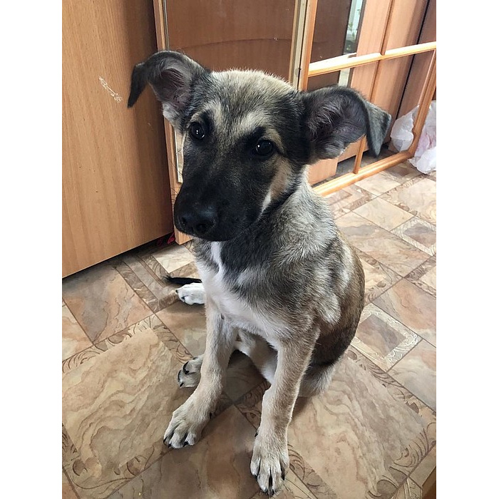 Новосельцево найдена собака. Найден щенок девочка. Найден щенок девочка. Найден щенок девочка. Найден щенок девочка.