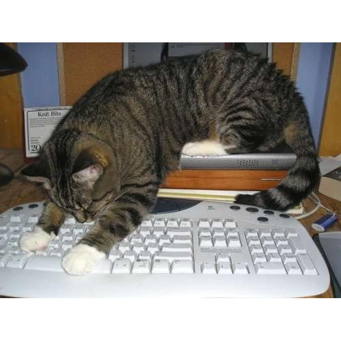 Кот спит на клавиатуре фото