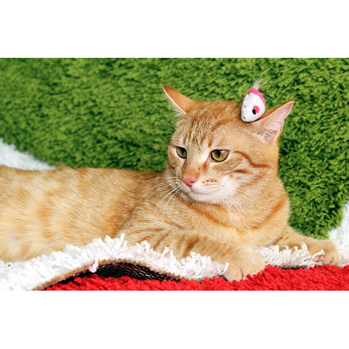 Ш кот