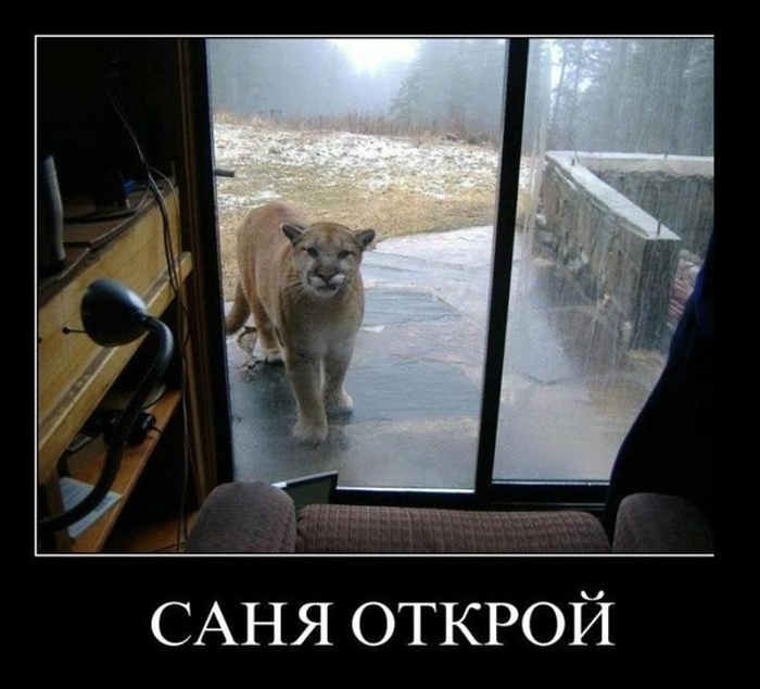 Саня открой. Саня открой прикол. Саня открой дверь. Саня открой кот. Саня впусти.