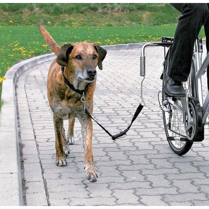 Собака на велосипеде. Велоспрингер для собак. Почему собаки велосипед. Велоповодок для собак. Велосипедист с собакой.