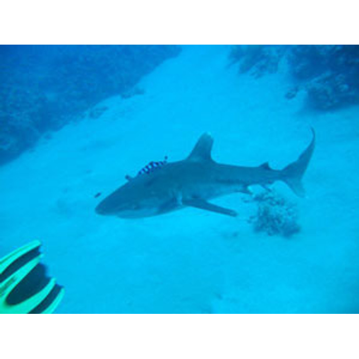 Нападение акул в шарм эль шейхе. Акулы в Египте в домина. Фото белых акул в Египте 2011 год тире 2012.
