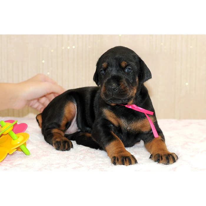 Щенки добермана авито. Собака 350. Щенки добермана питомник. Щенки добермана питомник. Доберман щенок.