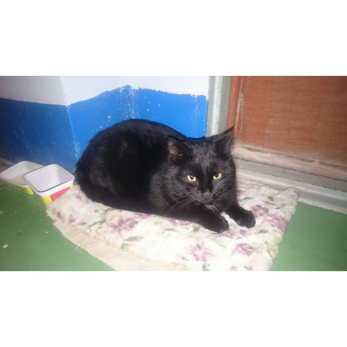 найден британский черный кот. найден черный кот кинешма. найден черный кот ростов на дону. кот тайсон из приюта. черный котенок в подъезде.