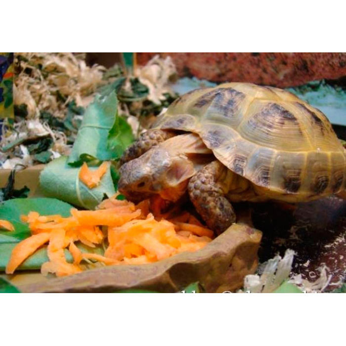 Какой тип питания характерен для среднеазиатской черепахи. Среднеазиатская Степная черепаха с едой. Еда для черепах. Еда черепах в природе. Черепаха ест тыкву.