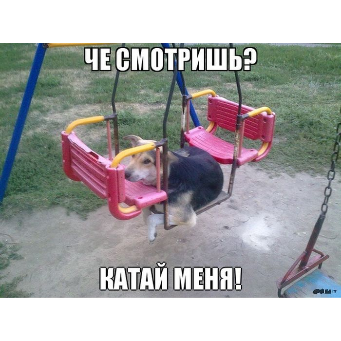 Собака качается. Собака на качелях. прикольные качели. смешные качели. качели прикол.
