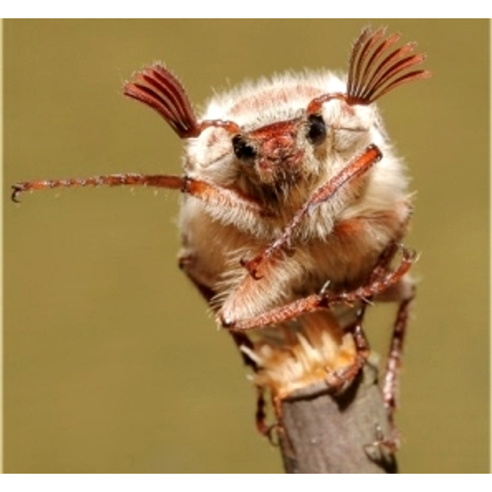 Жук с ресничками. Усатый майский жук. Майский жук разведчик. Майский жук (хрущ майский). Майский жук серый.