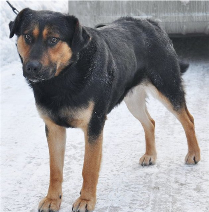 Малховер порода собаки. Малховер порода собаки. Метис овчарки и ротвейлера. Порода малховер. Алабай метис ротвейлера.