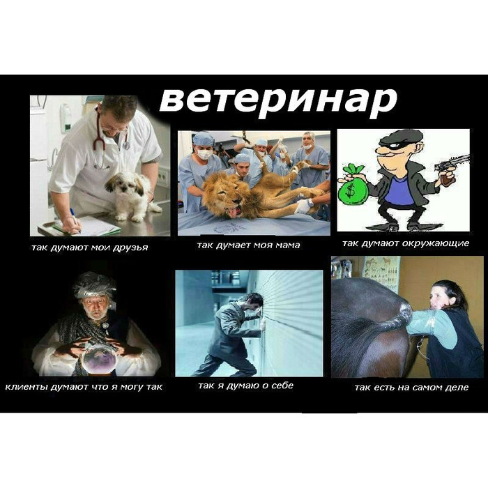 Ветинары ветеринары мем фото