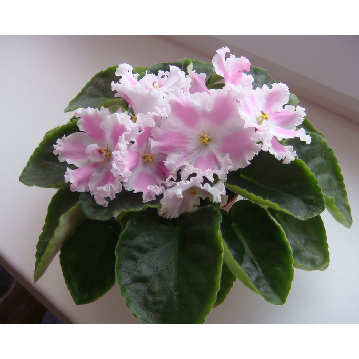 Фиалка ле зефирка. Фиалка зефирка. Фиалка лф яблочный зефир. Фиалка маршмеллоу. Фиалка зефир морев.