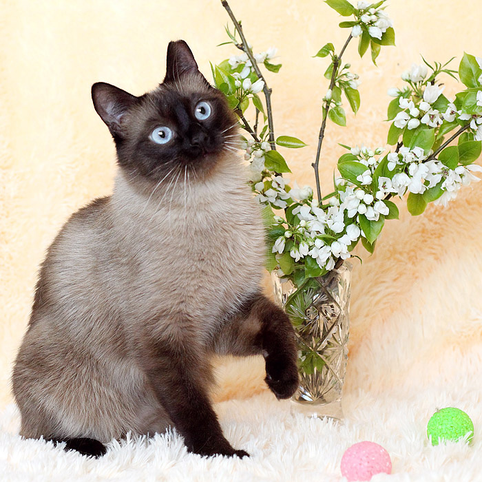 Приют для животных ревда. Кошка черепашка. Дворовый котенок 2 месяца. Животное из ревды. Приют для животных ревда.