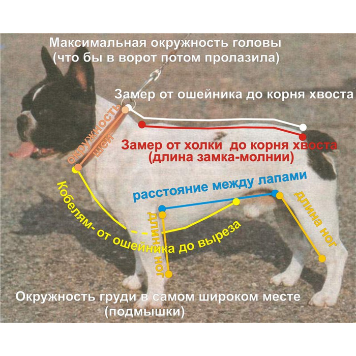 Пин на доске Собачья одежда Собаки, Собаки среднего размера, Выкройка комбинезон