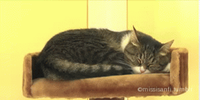 ��� ��������