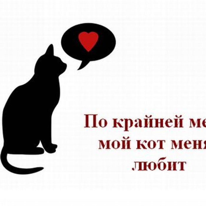 Мемы с кошками. Мой кот прикол. Кот мем. Лютые приколы. Кот мем.