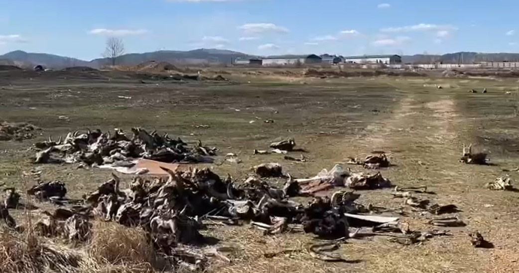 Мертвых лисиц и коровьи головы нашли на КСК в Чите