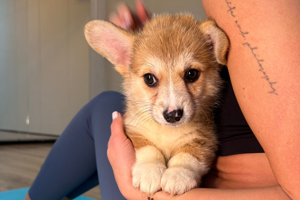 приснился маленький щенок. в каком возрасте лучше брать щенка. той терьер характеристика. во сколько можно забирать щенка от мамы. как выбрать собаку.