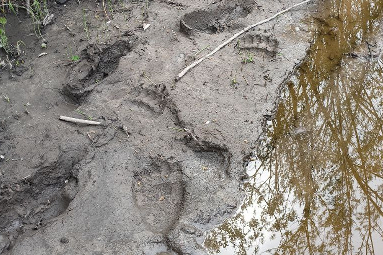 Следы медведя нашли в 150 метрах от дач в Атамановке