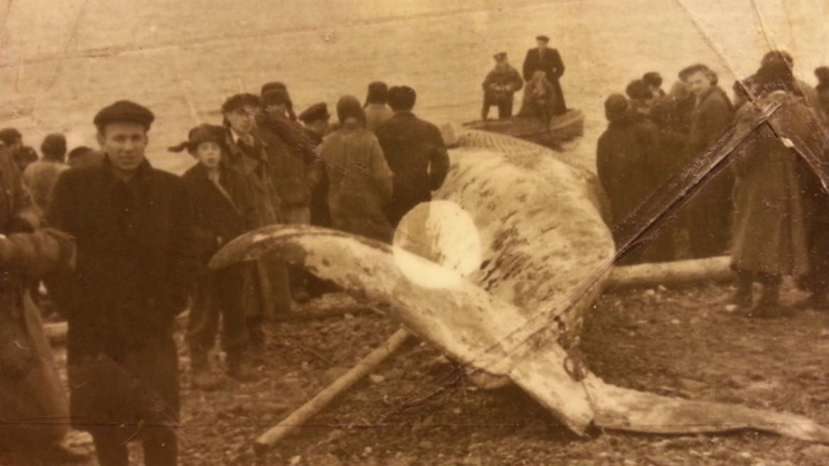 Как кит заплыл в Енисей и дошел до Дудинки: Юлия Верхушина показала исторические снимки удивительного события