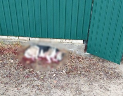 Пса с ошейником убили в посёлке Забайкалья