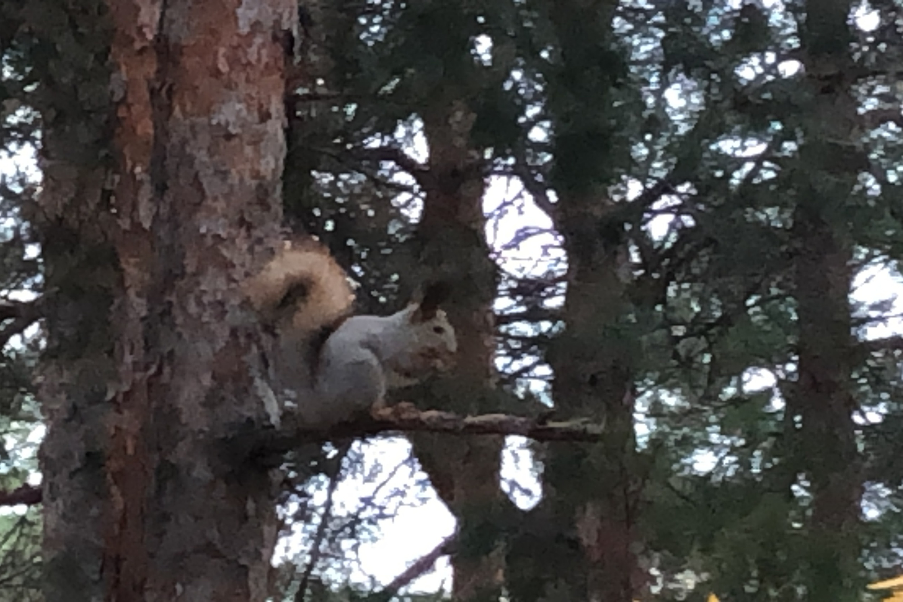 Даже белочек не пожалели: в Волгограде чиновники разрешили вырубить сосновый лес ради огородов