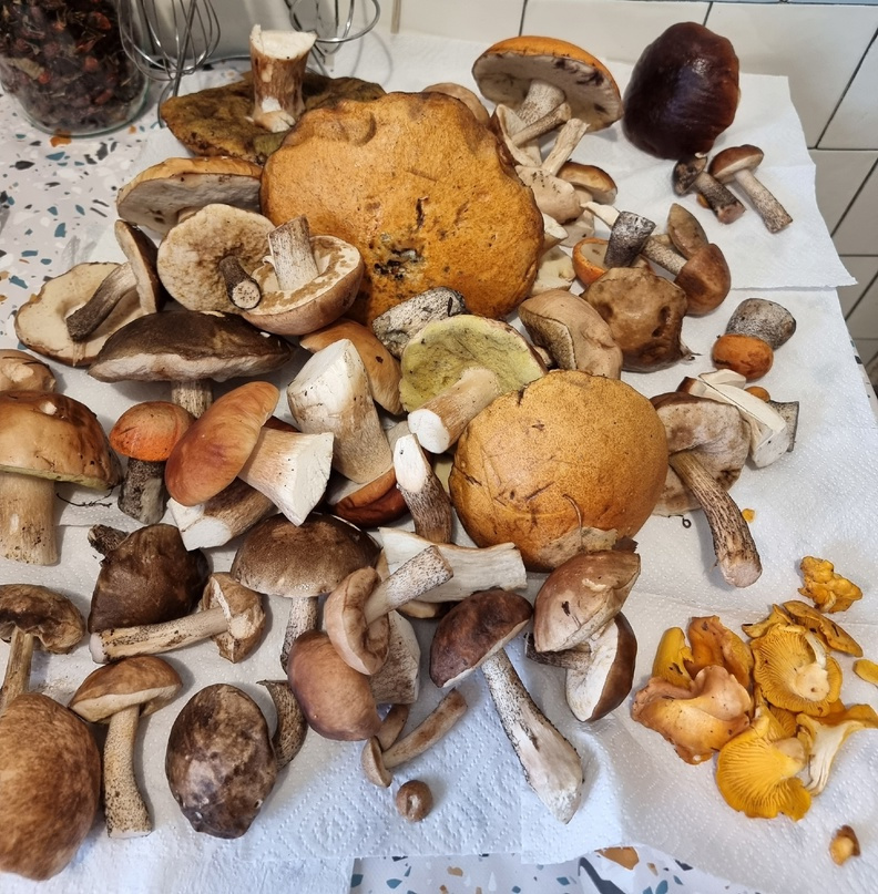 Собирать такие грибы — одно удовольствие