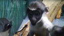 Проявляет интерес к посетителям: подросшего малыша мартышек Дианы сняли в Новосибирском зоопарке
