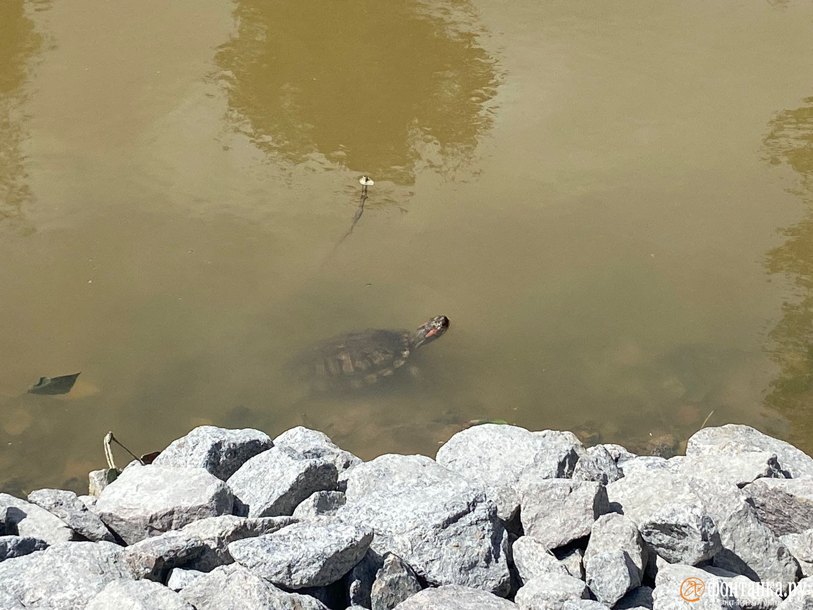 Владислав не вынесет свободы. Строители нашли еще одну красноухую черепаху в петербургской канаве