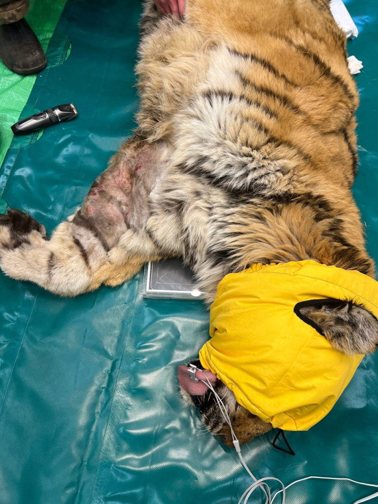 Амурский тигр на обследовании в «Доме тигра» 24 февраля 2024 года. Фото предоставлено хосписом