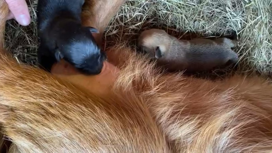 «Одна мамка кормит, другая греет». В Сибирском зоопарке коза и маламут выхаживают слепых новорожденных щенков — видео