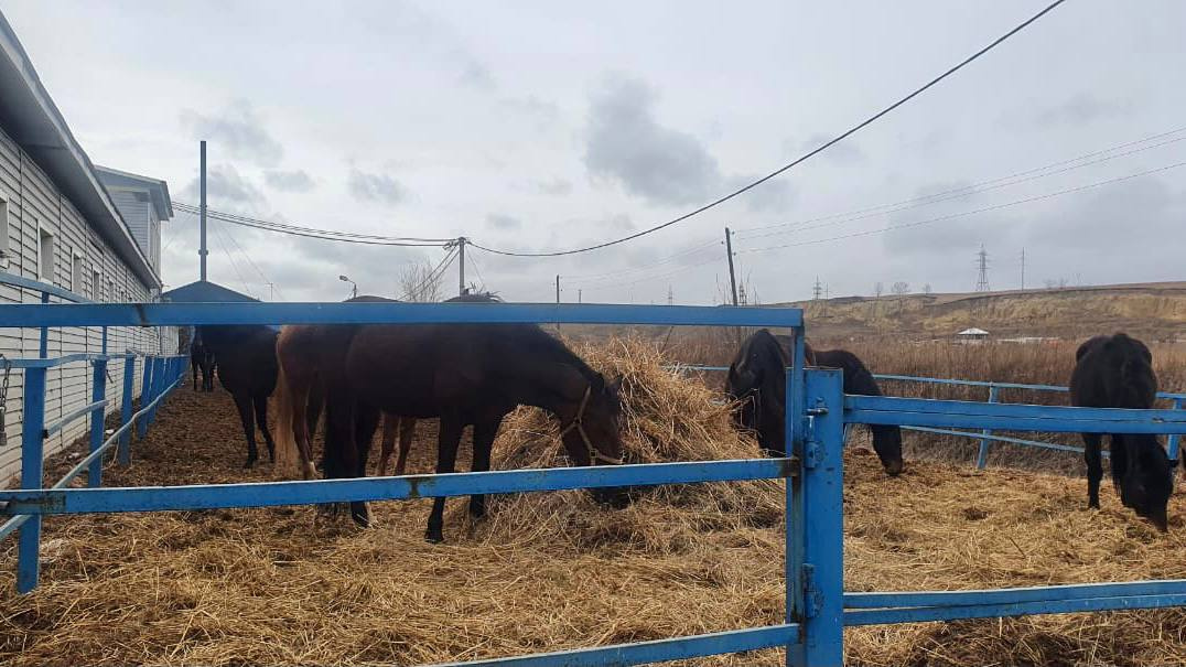 122 лошади в опасности! Прокуратура нашла нарушения в работе ипподрома «Мустанг»