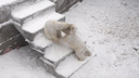 Захват с опрокидыванием: белые медвежата устроили потасовку — видео из Новосибирского зоопарка