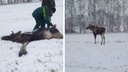 «Был вблизи полос»: лось помешал работе аэропорта в Барнауле — пришлось вызывать специалистов